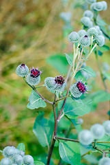 Image showing thistle bush 