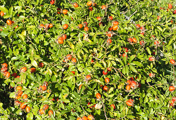 Image showing Rosa canina - Dog Rose.The plant is high in certain antioxidants. The fruit is noted for its high vitamin C level and is used to make syrup, tea and marmalade 