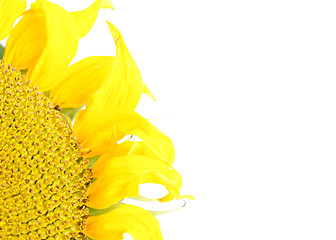 Image showing yellow sunflower  on  white