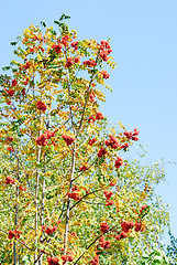 Image showing Rowan berry on  blue  sky  background