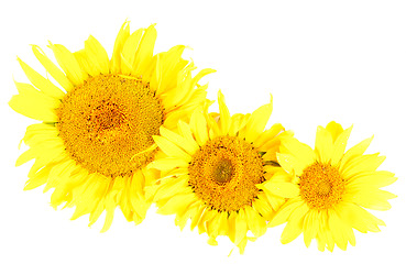 Image showing Sunflowers isolated on the white background 