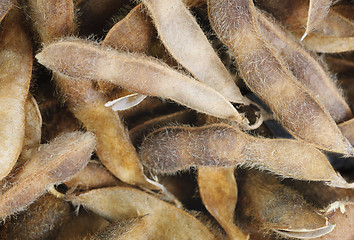 Image showing Soy Beans  closeup as background
