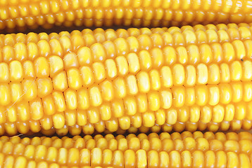 Image showing Fresh ear of corn  as  background