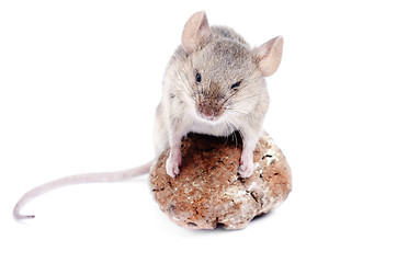 Image showing Mouse .Micromys minutus, studio shot  isolated  on  white