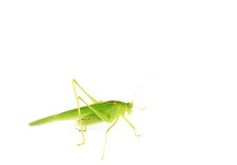 Image showing Green grasshopper isolated on white 