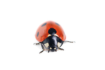 Image showing ladybug on white background 