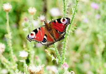 Image showing peacock butterfly with open wings