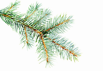 Image showing Blue Spruce - Picea pungens branch isolated on white background, great for christmas  design