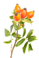 Image showing Branch of dog rose  isolated over white background 