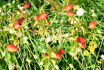 Image showing dog rose   background 