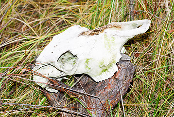 Image showing skull of a horse on a stump