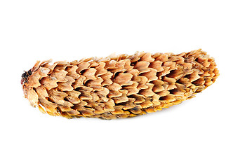 Image showing fir-cone on the white isolated background