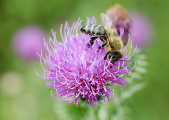 Image showing Bee on purple flower. 