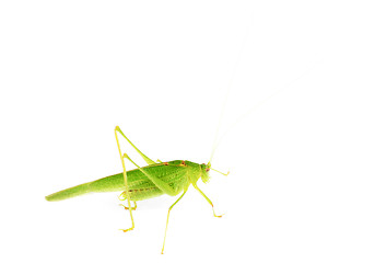 Image showing Green grasshopper isolated on white  background