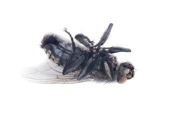 Image showing fly on a white background 