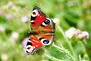 Image showing peacock butterfly with open wings