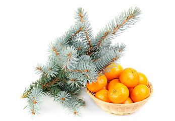 Image showing Spruce branch and fresh mandarines over white background 