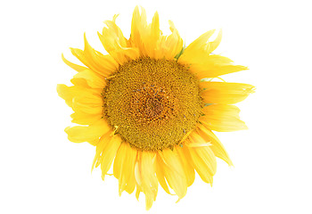 Image showing Sunflower closeup isolation on  white