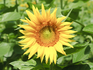 Image showing Sunflower closeup