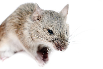 Image showing Mouse .Micromys minutus, studio shot  isolated  on  white