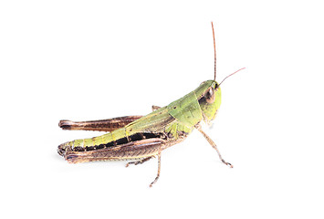 Image showing grasshopper isolated on white 