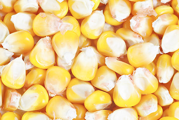 Image showing dried ear of corn  as  background