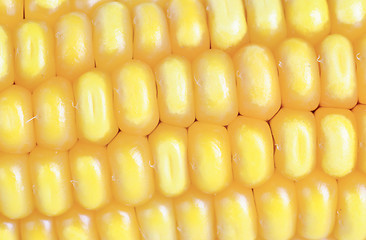 Image showing Fresh ear of corn  as  background