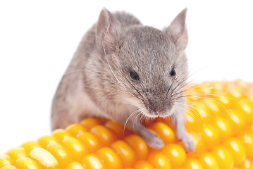 Image showing Harvest Mouse, Micromys minutus, climbing on  corn, studio shot 