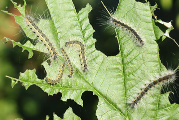 Image showing some caterpillars on a leaf viburnum