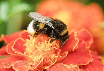 Image showing Bumblebee collection pollen on the orange flower 