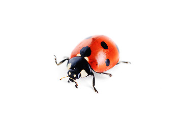 Image showing ladybug on white background 