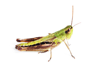 Image showing grasshopper isolated on white 
