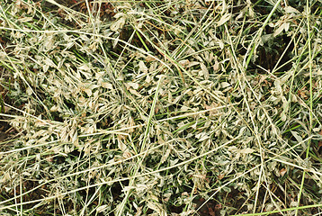 Image showing texture background of hay. Freshly .