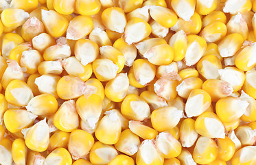 Image showing dried ear of corn as background 