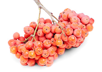 Image showing bunch rowan berry   isolated  on  white  background