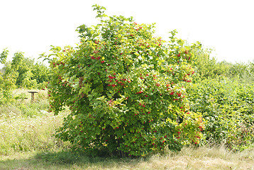 Image showing viburnum bush with red berries bunches on overcast sky background 