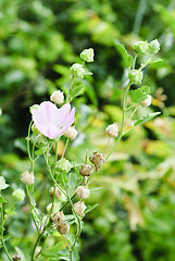 Image showing Beautiful pink wild flower with high stem 