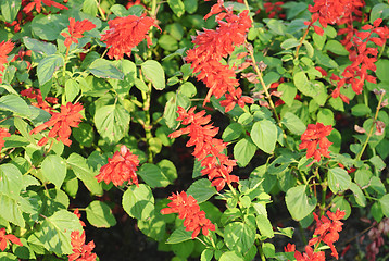 Image showing Beautiful red  flower 