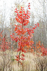 Image showing maple tree with red leaves
