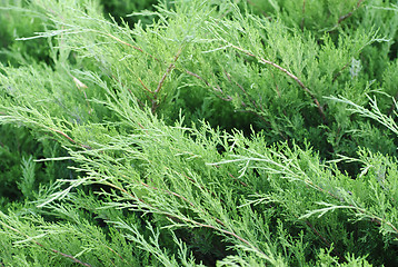 Image showing Floral pattern: thuja branches. 