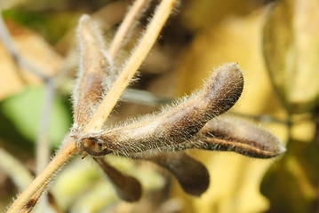 Image showing Soya pod macro. Harvest of soy beans - agriculture legumes plant. Soybean field - dry soyas pods. 