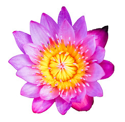 Image showing Lotus (Water Lily)