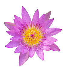 Image showing Lotus (Water Lily)