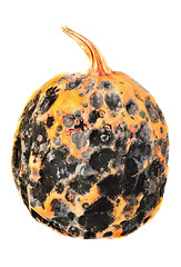 Image showing Rotten pumpkin  for halloween