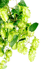 Image showing hop  close-up isolated on  white   background 