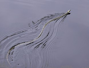 Image showing Grass snake