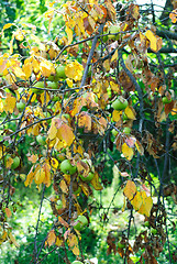 Image showing Dry leaves and green apples on a branch. The concept of drought