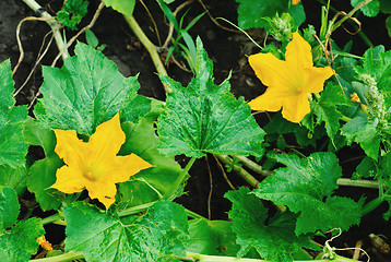 Image showing pumpkin blossom   fine nature   background