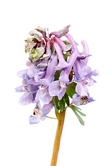 Image showing Flower Corydalis halleri . Spring close-up. 