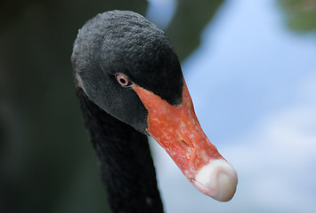 Image showing Head Shot of a Black Swan Cygnus atratus 